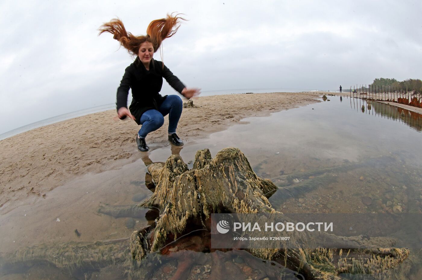 Остатки реликтовых деревьев на берегу Балтийского моря