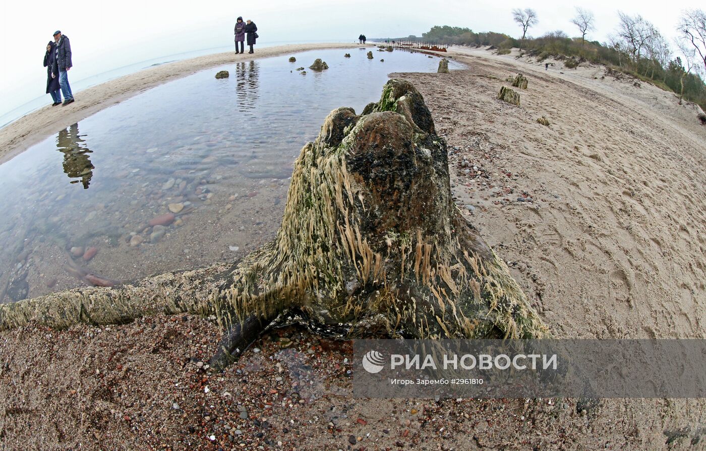 Остатки реликтовых деревьев на берегу Балтийского моря