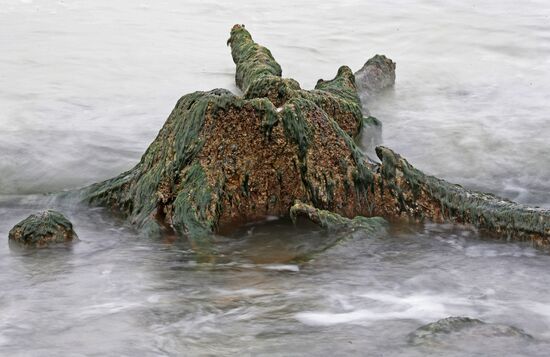 Остатки реликтовых деревьев на берегу Балтийского моря