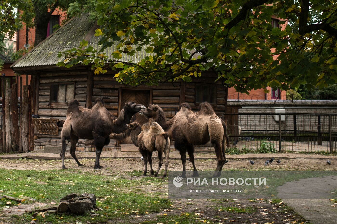 Калининградский зоопарк