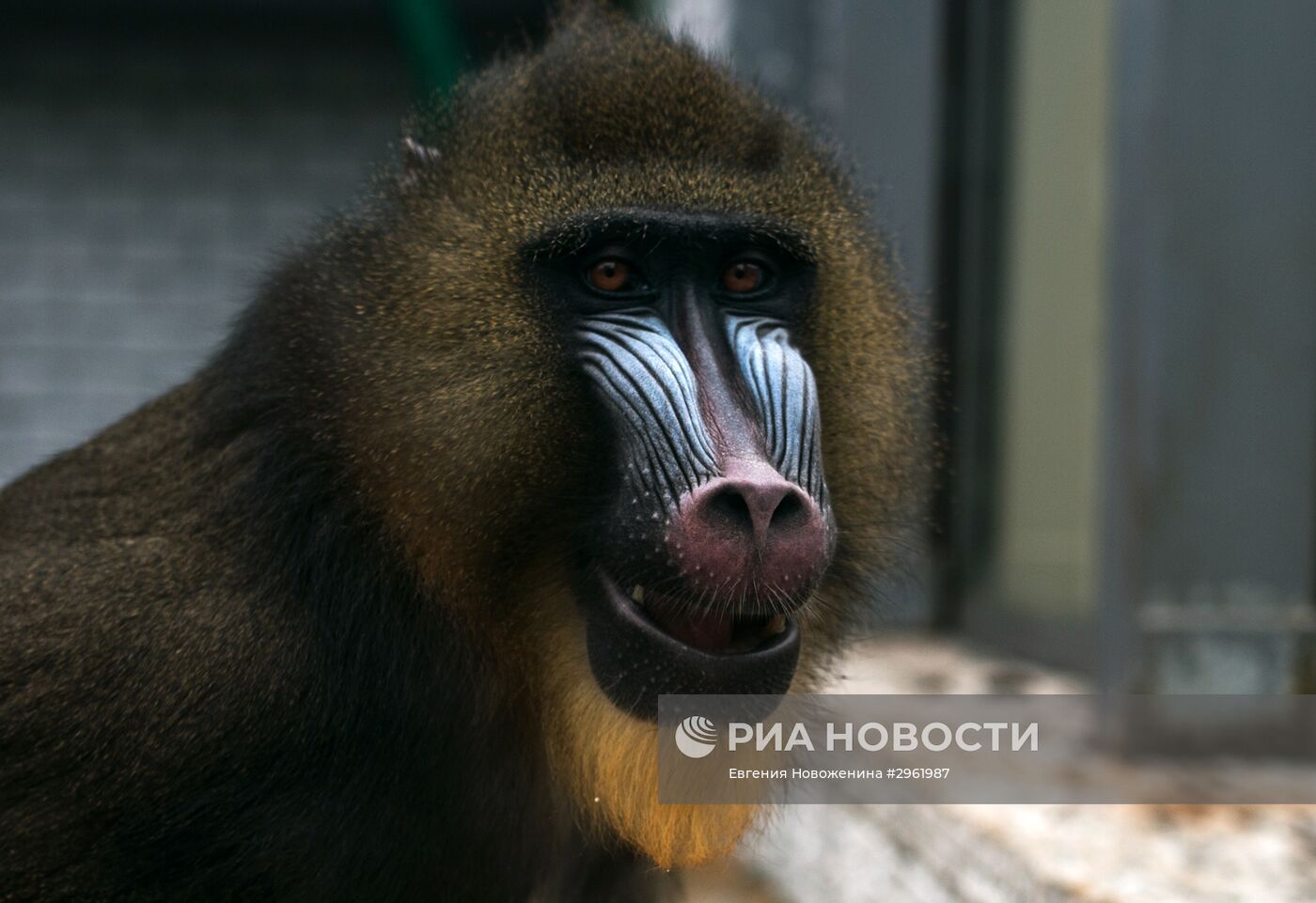 Калининградский зоопарк