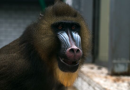 Калининградский зоопарк