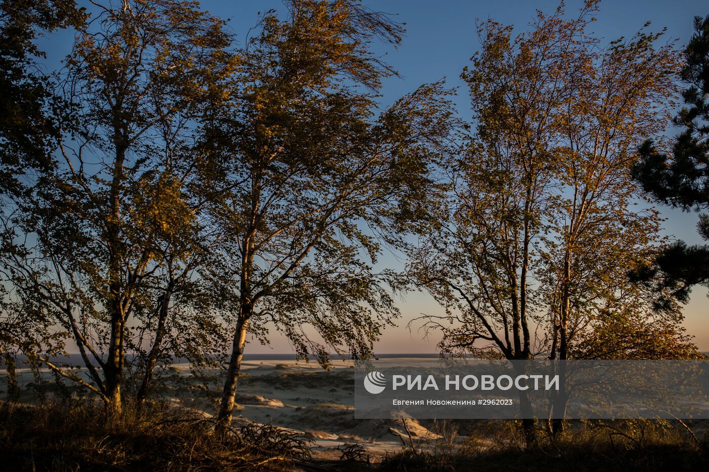 Национальный парк "Куршская коса" в Калининградской области