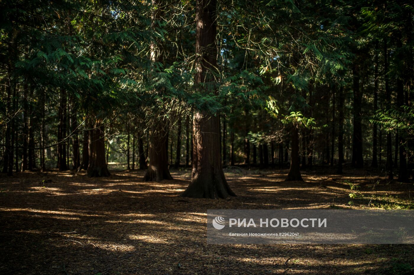 Национальный парк "Куршская коса" в Калининградской области