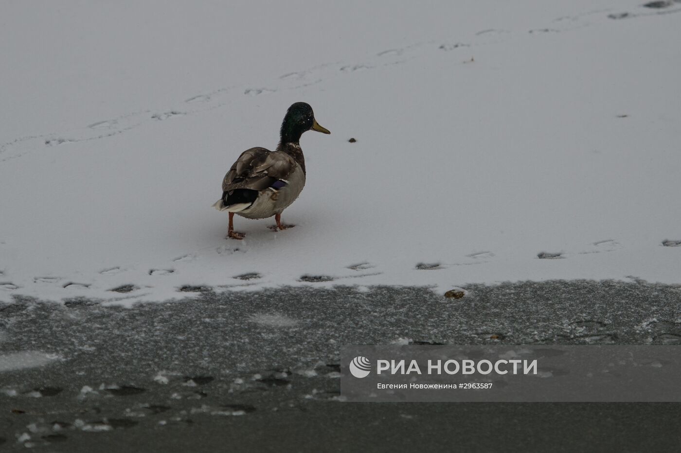 Снег в Москве