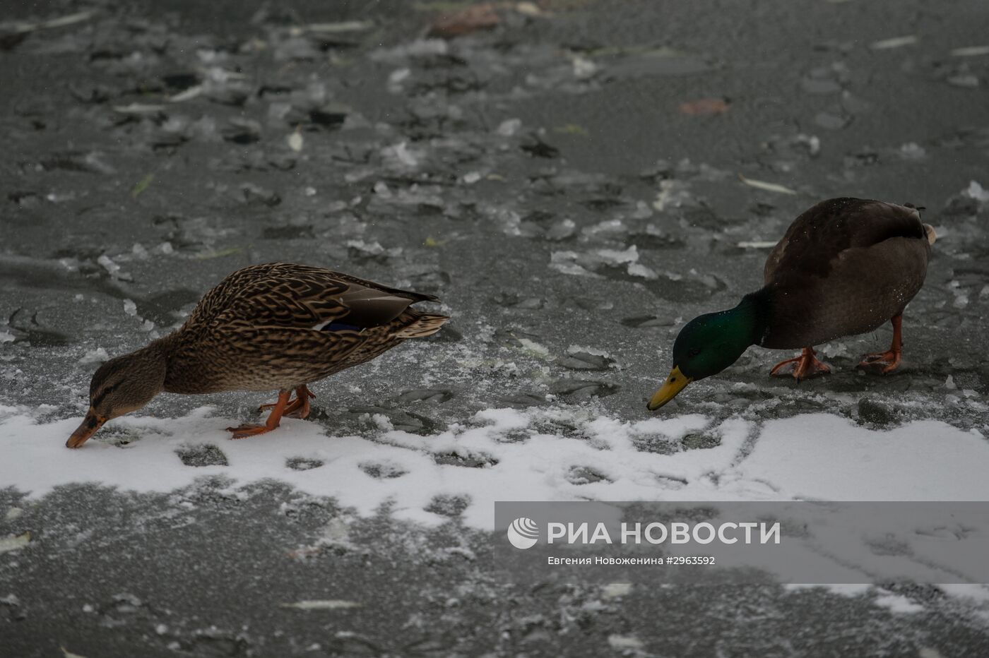 Снег в Москве