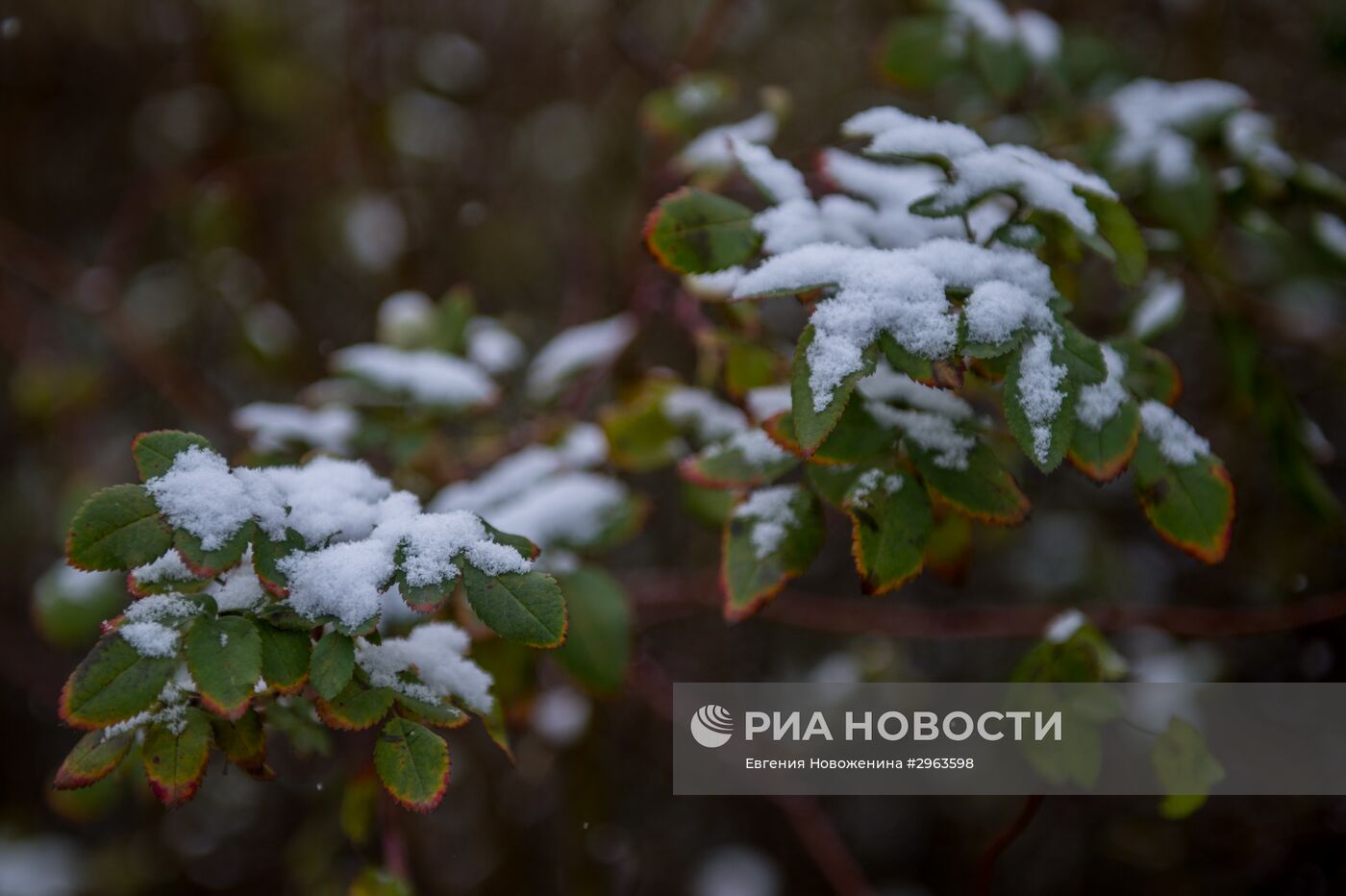 Снег в Москве