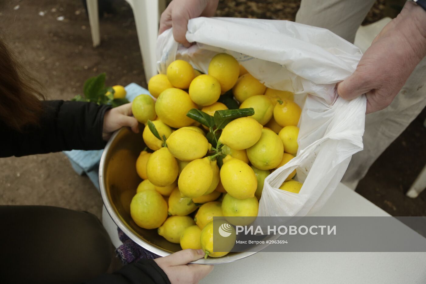 Сбор лимонов в Крыму