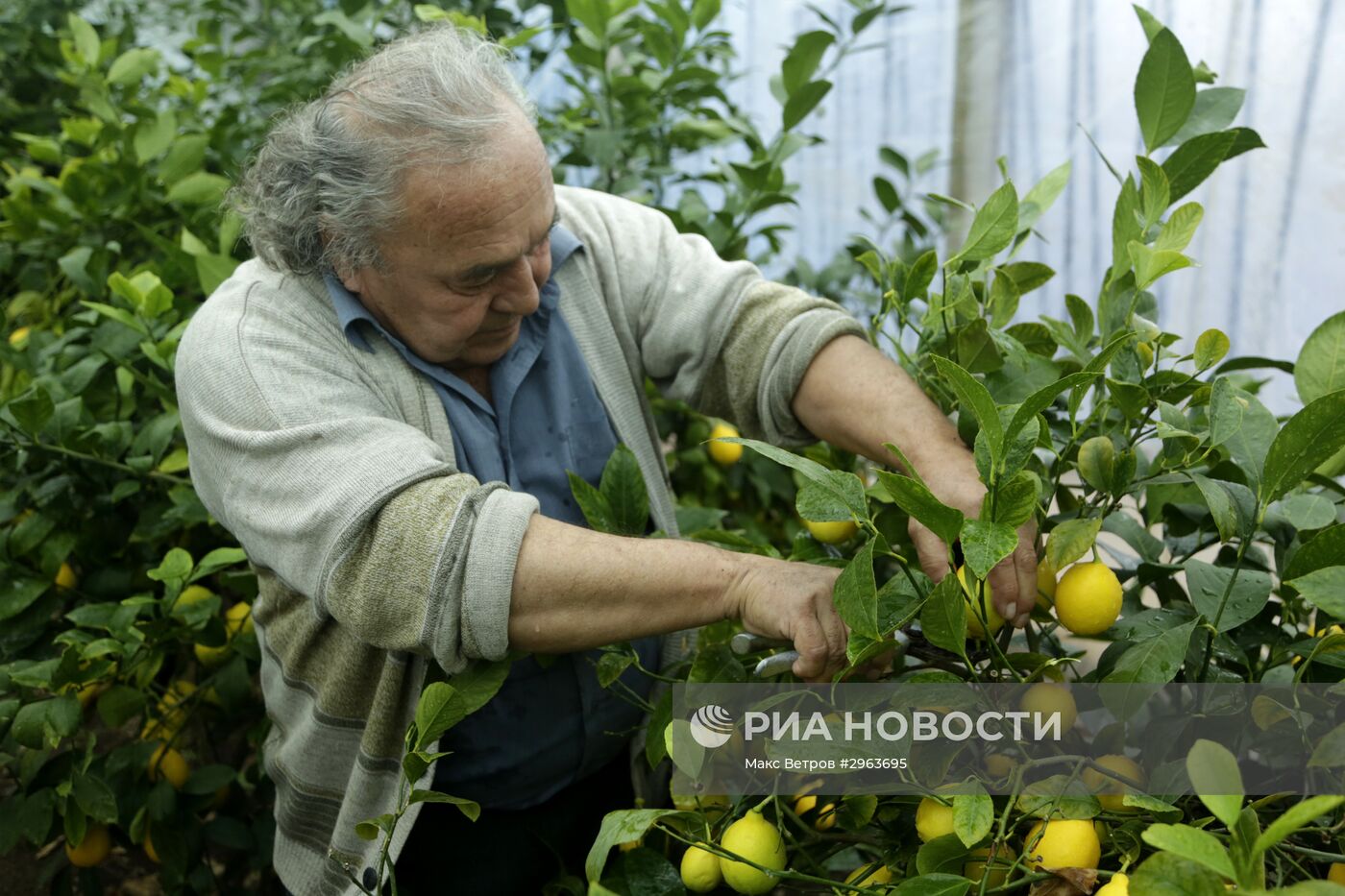 Сбор лимонов в Крыму