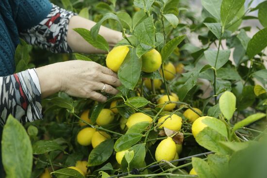 Сбор лимонов в Крыму