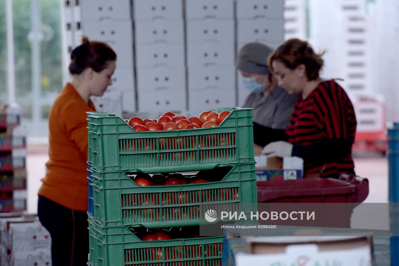 Заготовка помидоров в Абхазии