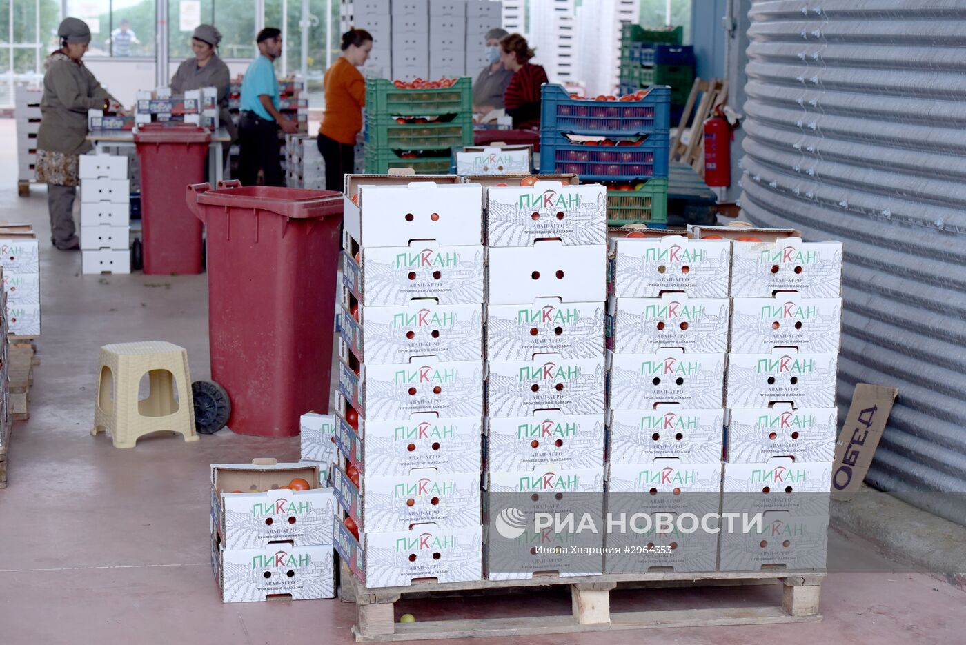 Заготовка помидоров в Абхазии