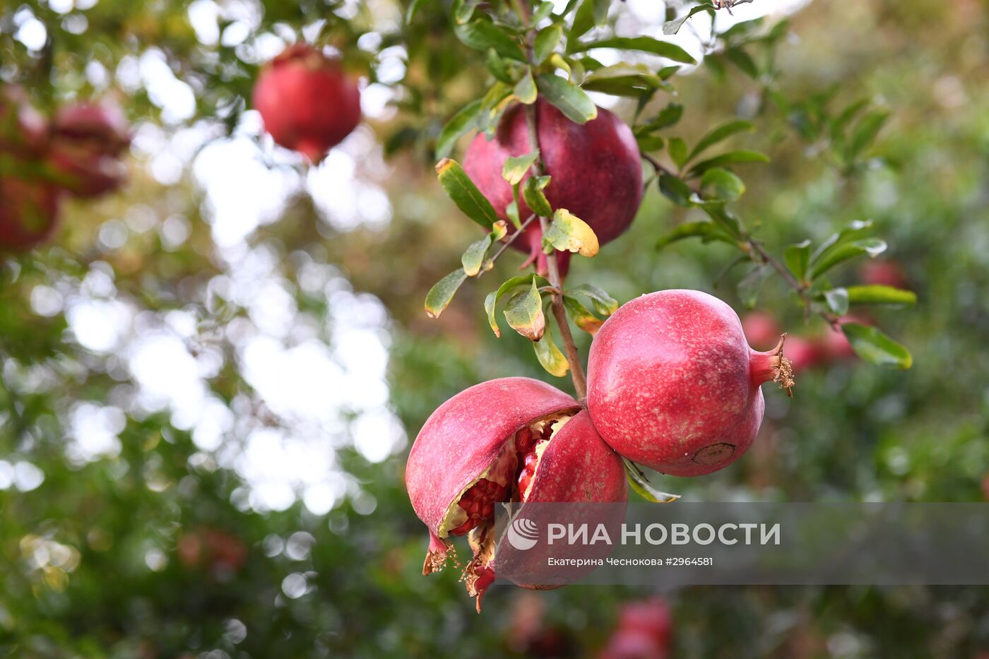 Страны мира. Ливан. Баальбек