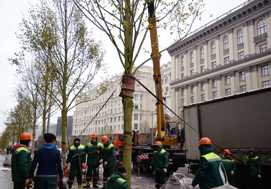 Высадка липовой аллеи на Тверской улице