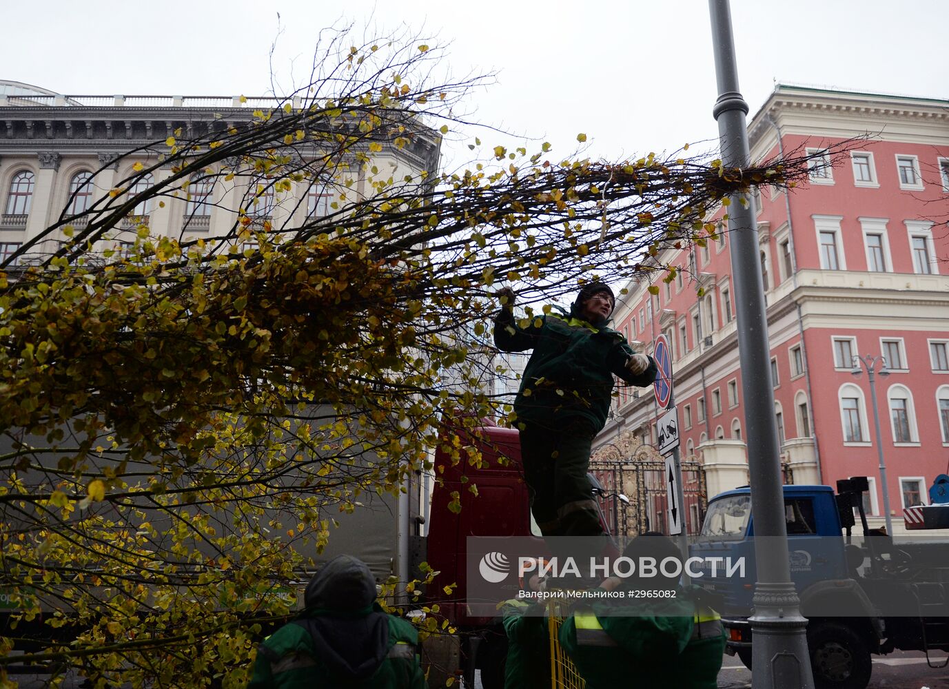 Высадка липовой аллеи на Тверской улице