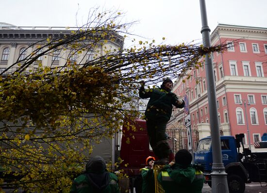Высадка липовой аллеи на Тверской улице
