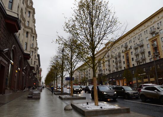 Высадка липовой аллеи на Тверской улице