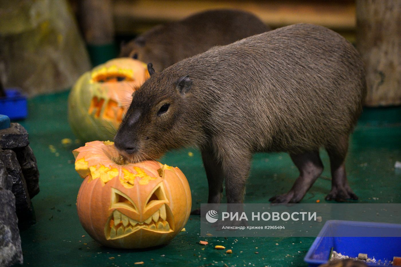 Празднование Хэллоуина