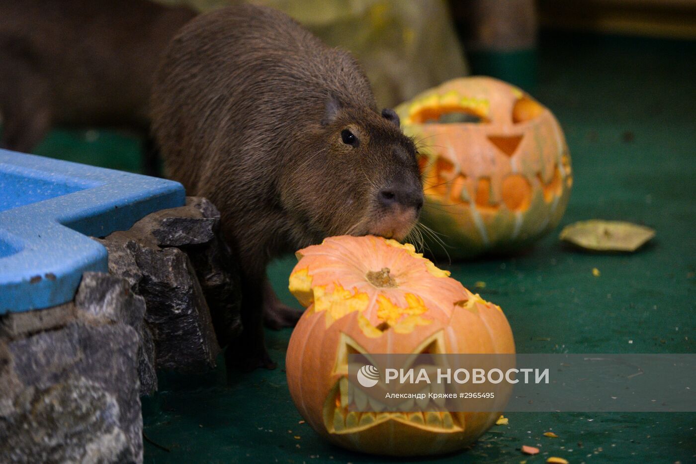 Празднование Хэллоуина