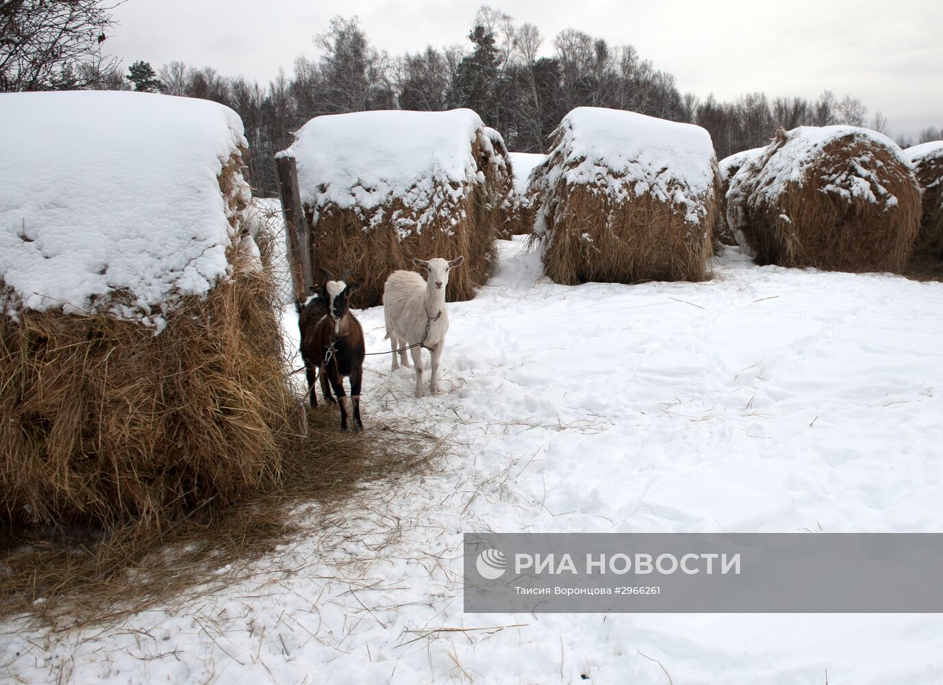 Зима в Сибири