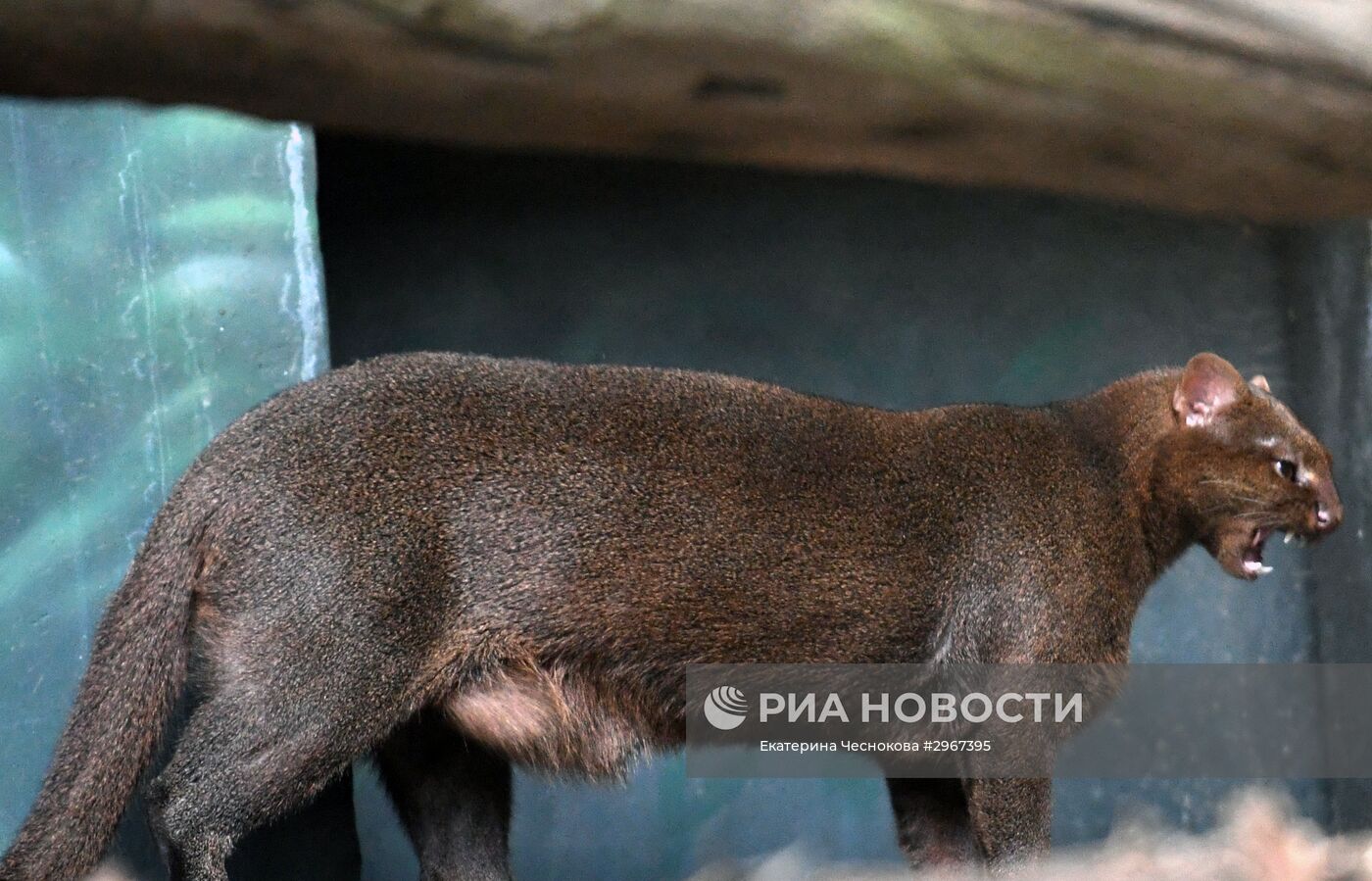 Ягуарунди в Московском зоопарке