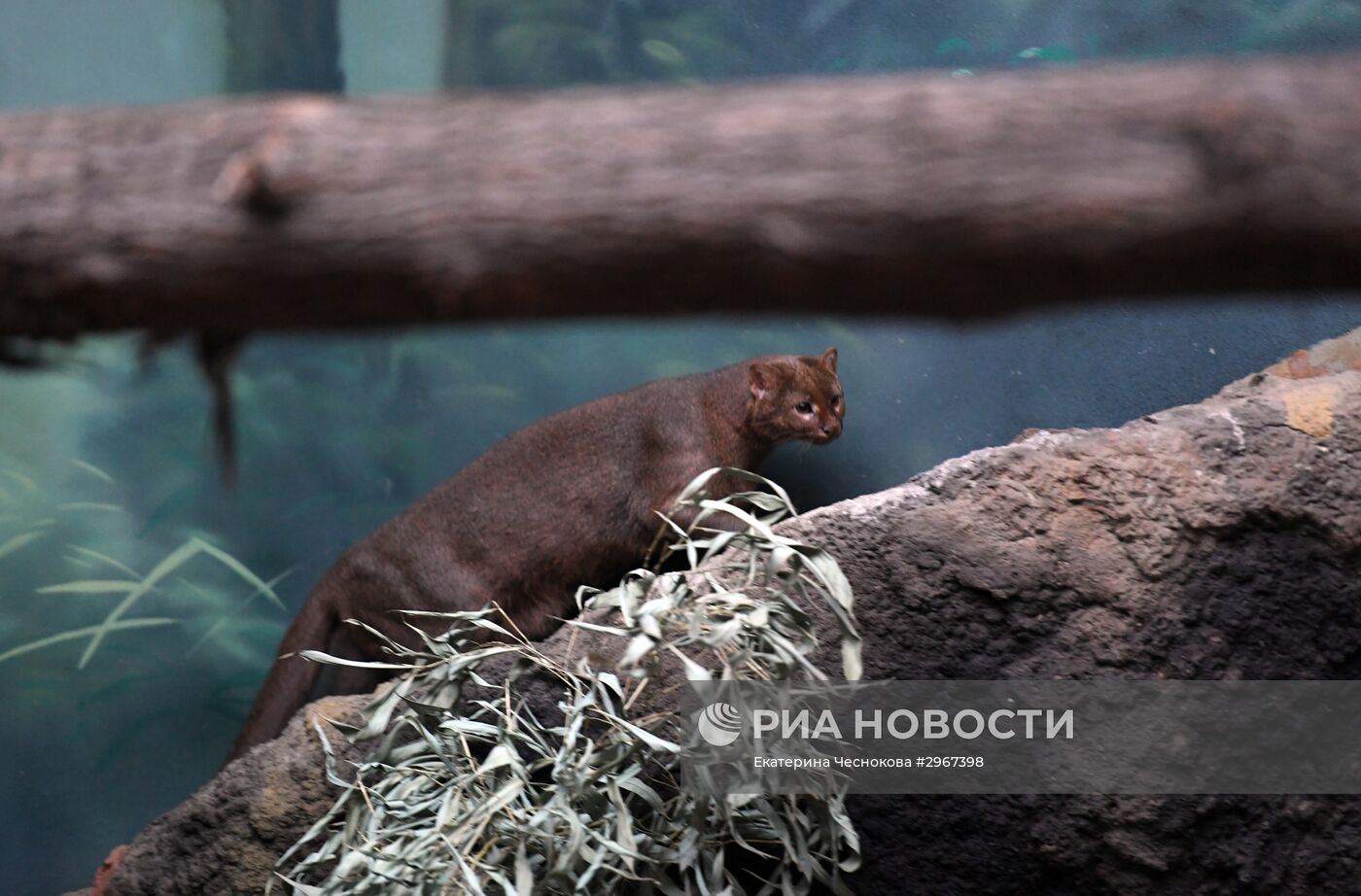 Ягуарунди в Московском зоопарке