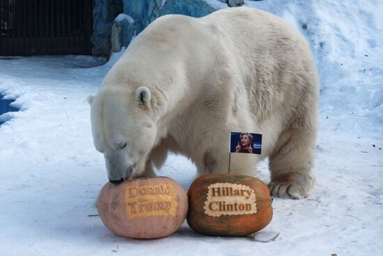 Тигрица и белый медведь из Красноярска предсказали результат президентских выборов в США