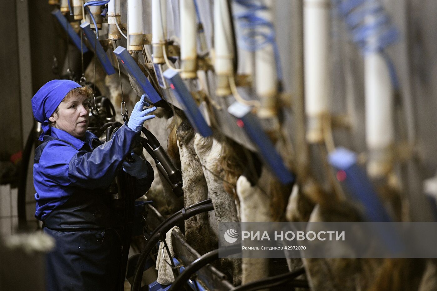Фермерское хозяйство в Московской области