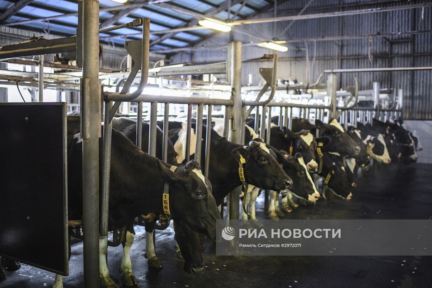 Фермерское хозяйство в Московской области