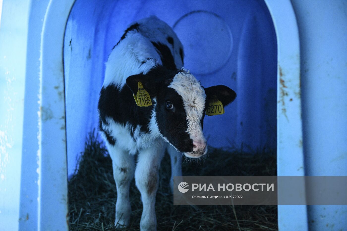 Фермерское хозяйство в Московской области