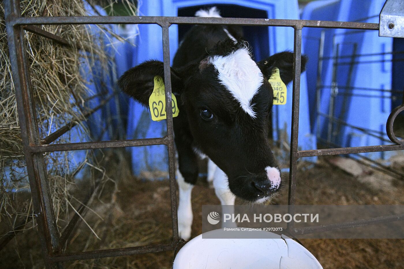 Фермерское хозяйство в Московской области