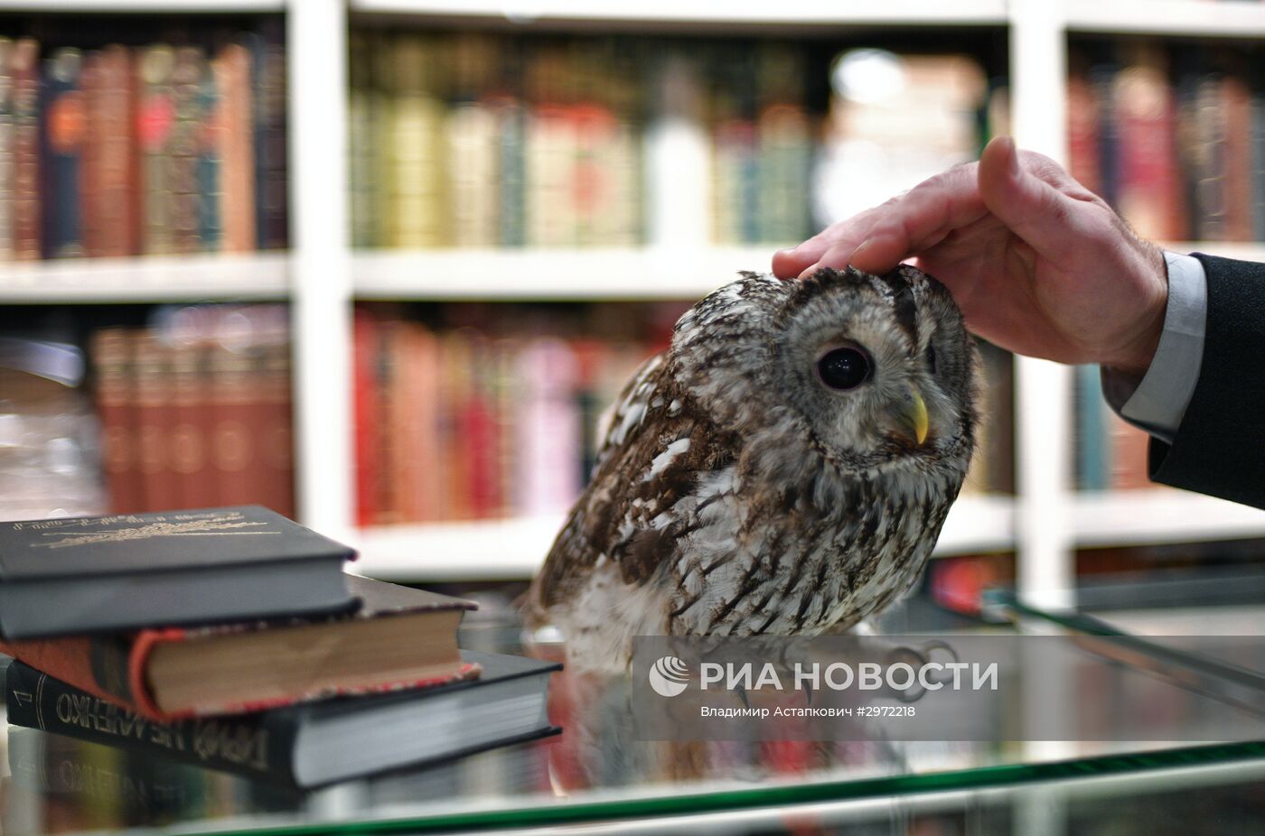 Сова Ева в Московском Доме книги на Арбате | РИА Новости Медиабанк