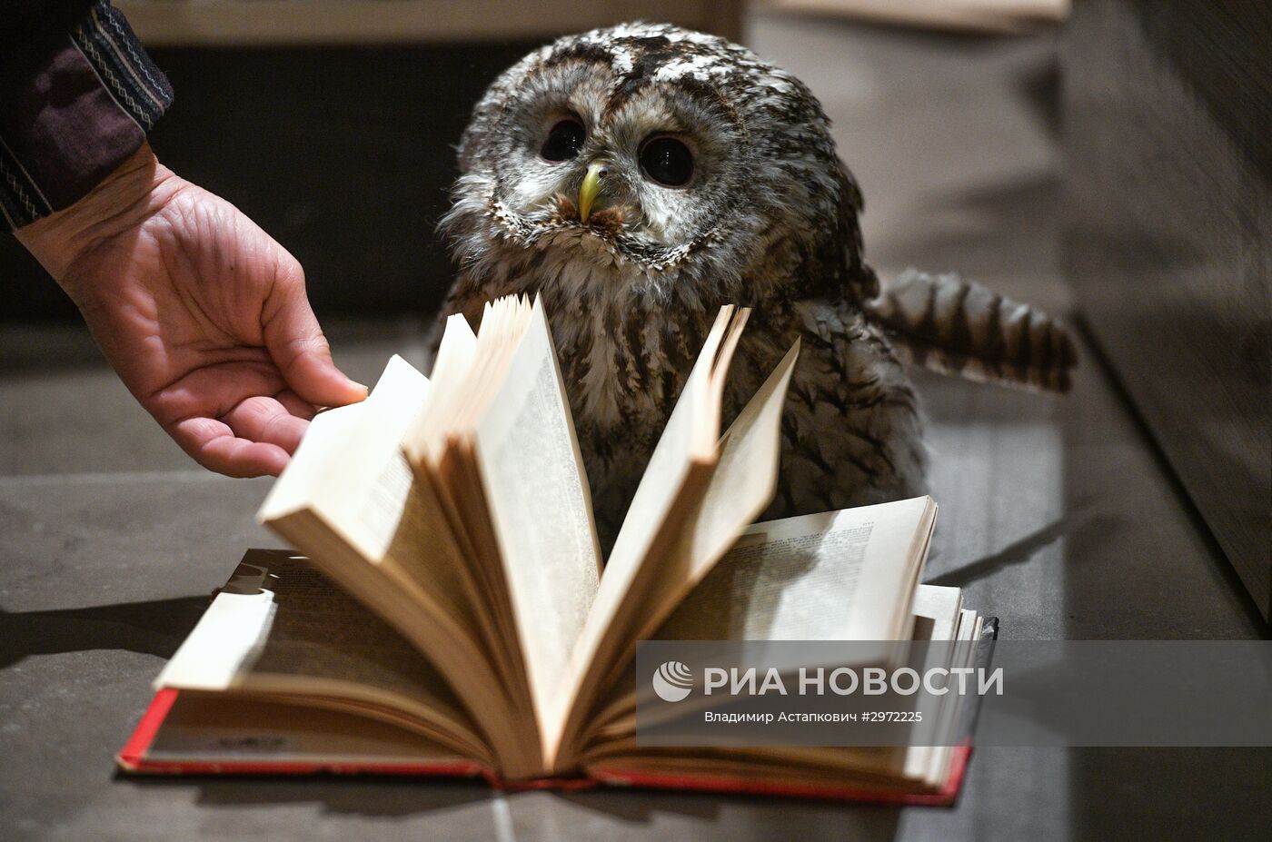 Сова Ева в Московском Доме книги на Арбате | РИА Новости Медиабанк