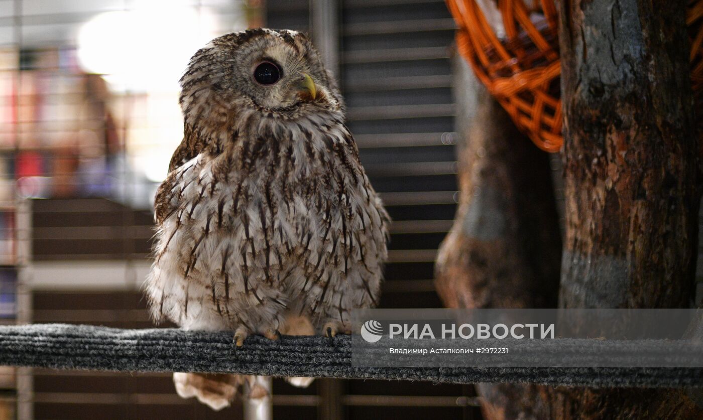 Сова Ева в Московском Доме книги на Арбате | РИА Новости Медиабанк