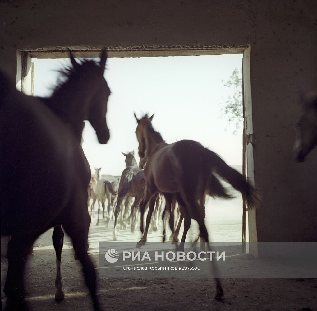 Ашхабадский племенной конный завод "Комсомол"