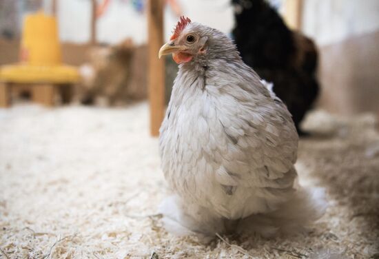 Контактный зоопарк в Москве