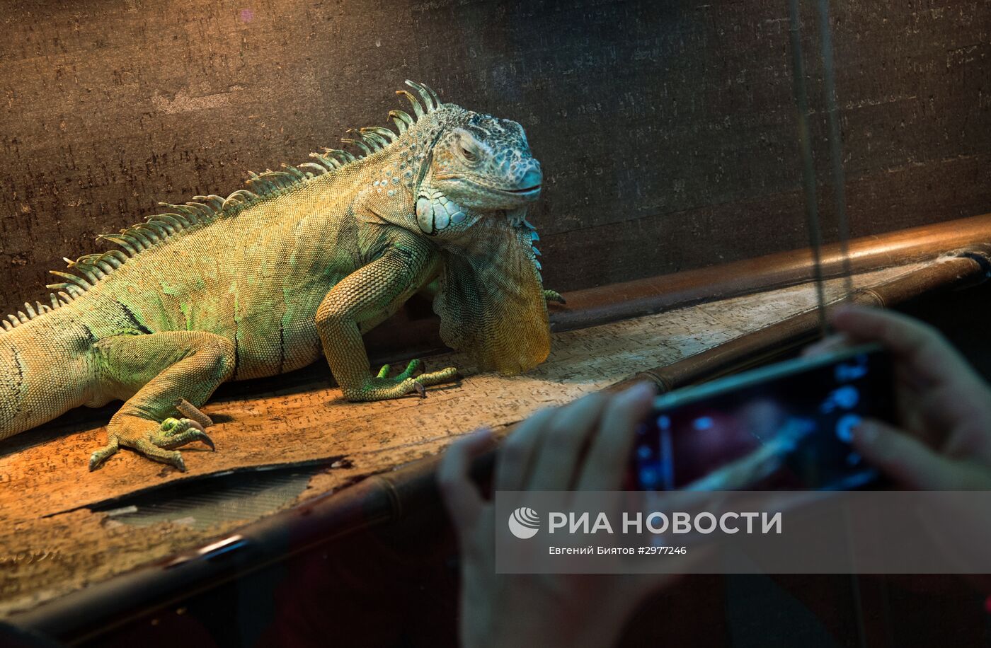 Контактный зоопарк в Москве