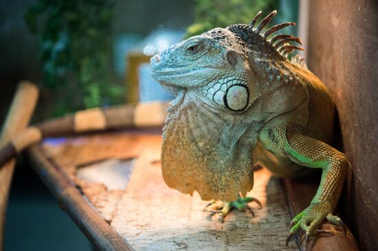 Контактный зоопарк в Москве