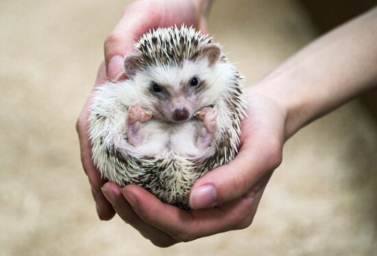 Контактный зоопарк в Москве