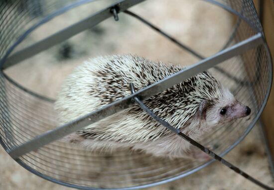 Контактный зоопарк в Москве