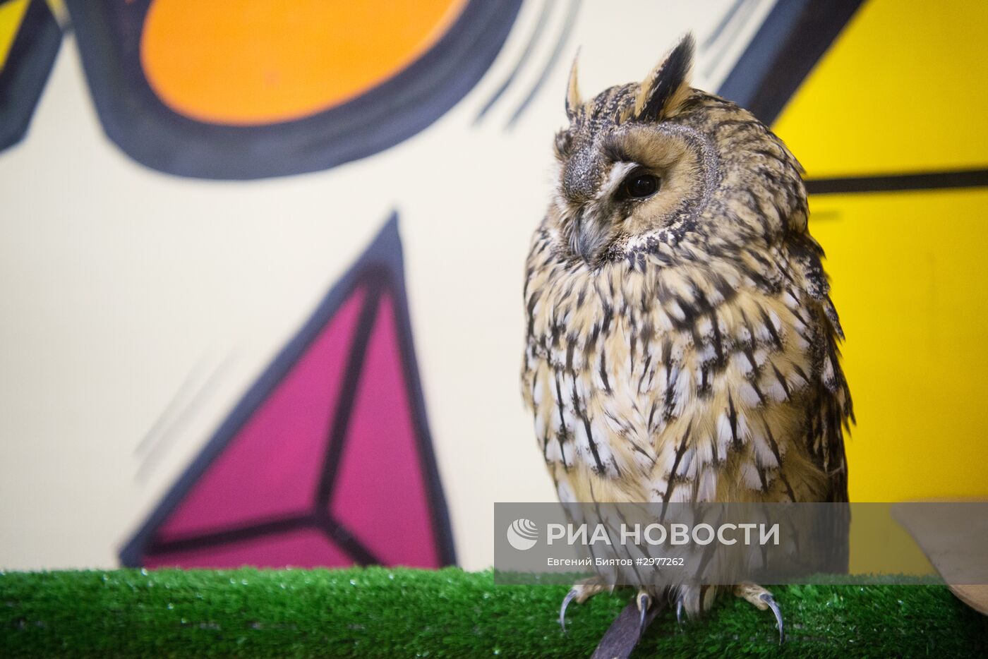 Контактный зоопарк в Москве