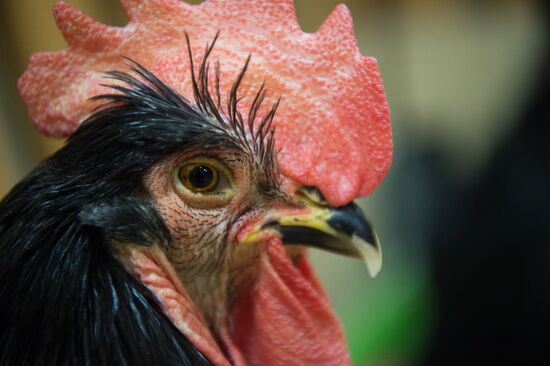 Контактный зоопарк в Москве