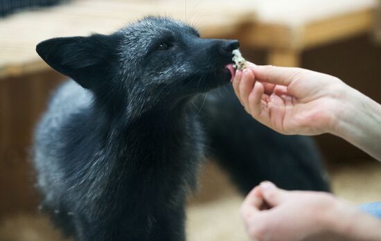 Контактный зоопарк в Москве