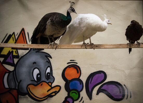 Контактный зоопарк в Москве