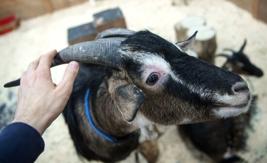 Контактный зоопарк в Москве
