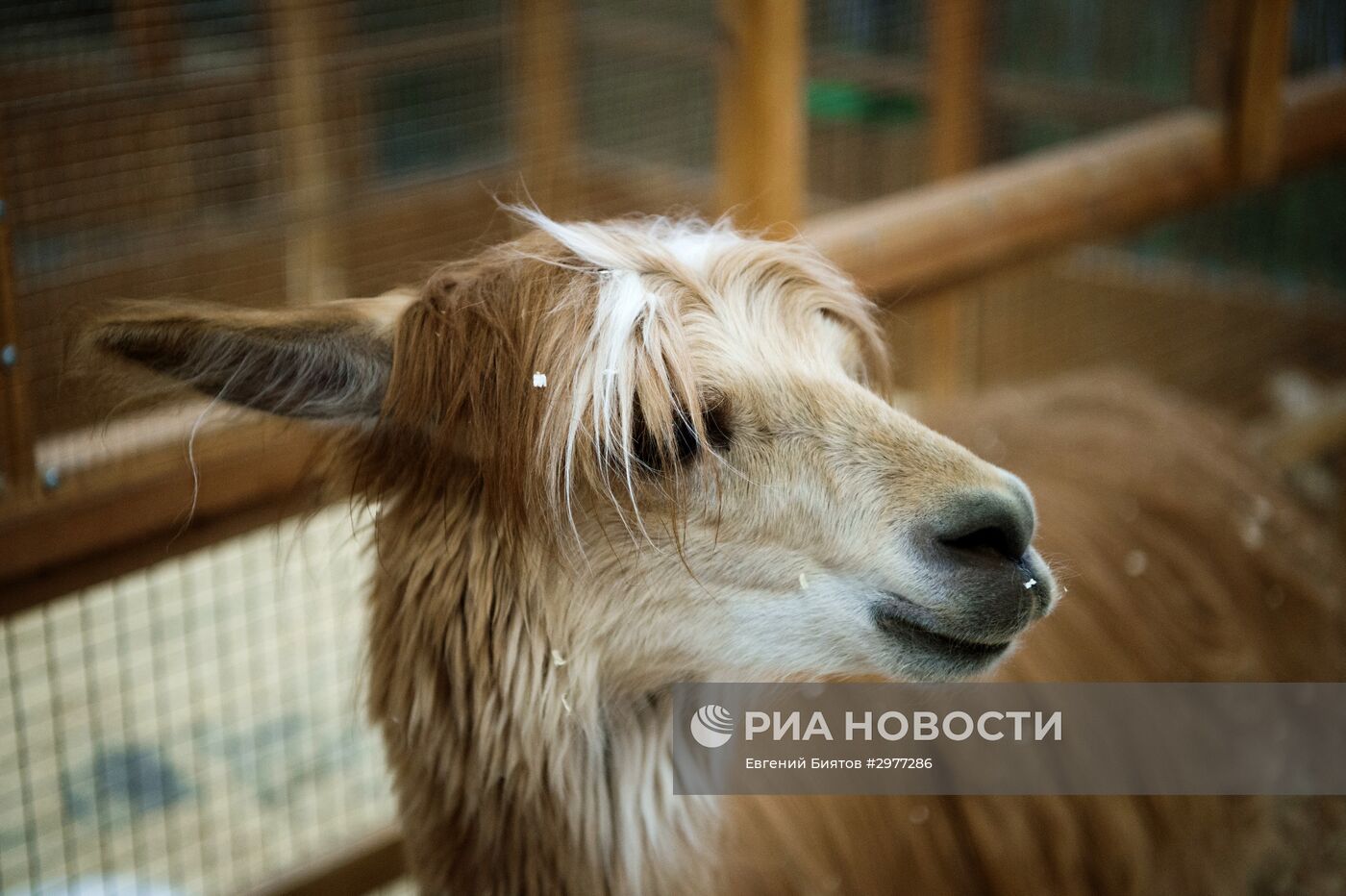 Контактный зоопарк в Москве