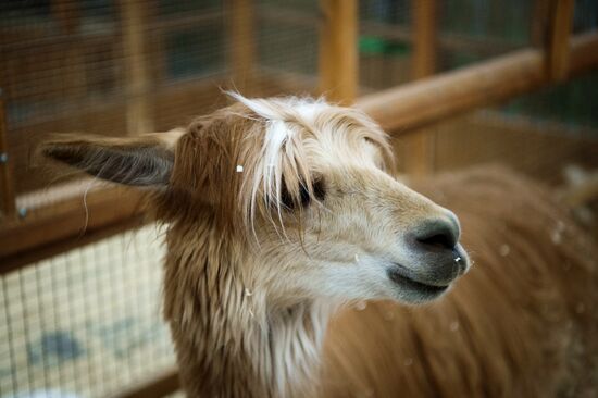 Контактный зоопарк в Москве