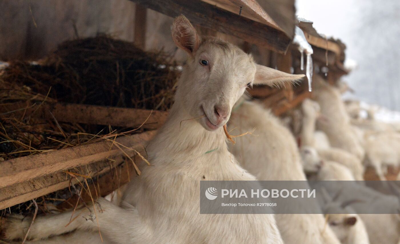 Фермерское хозяйство "Дак" в Белоруссии