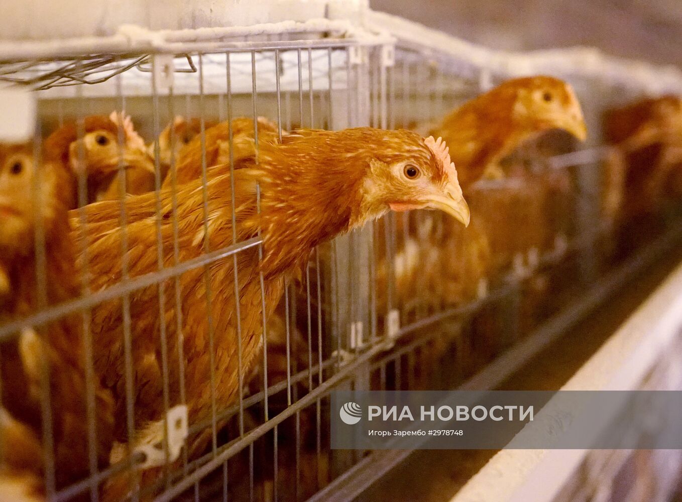 Работа птицефабрики "Гурьевская" в Калининградской области.