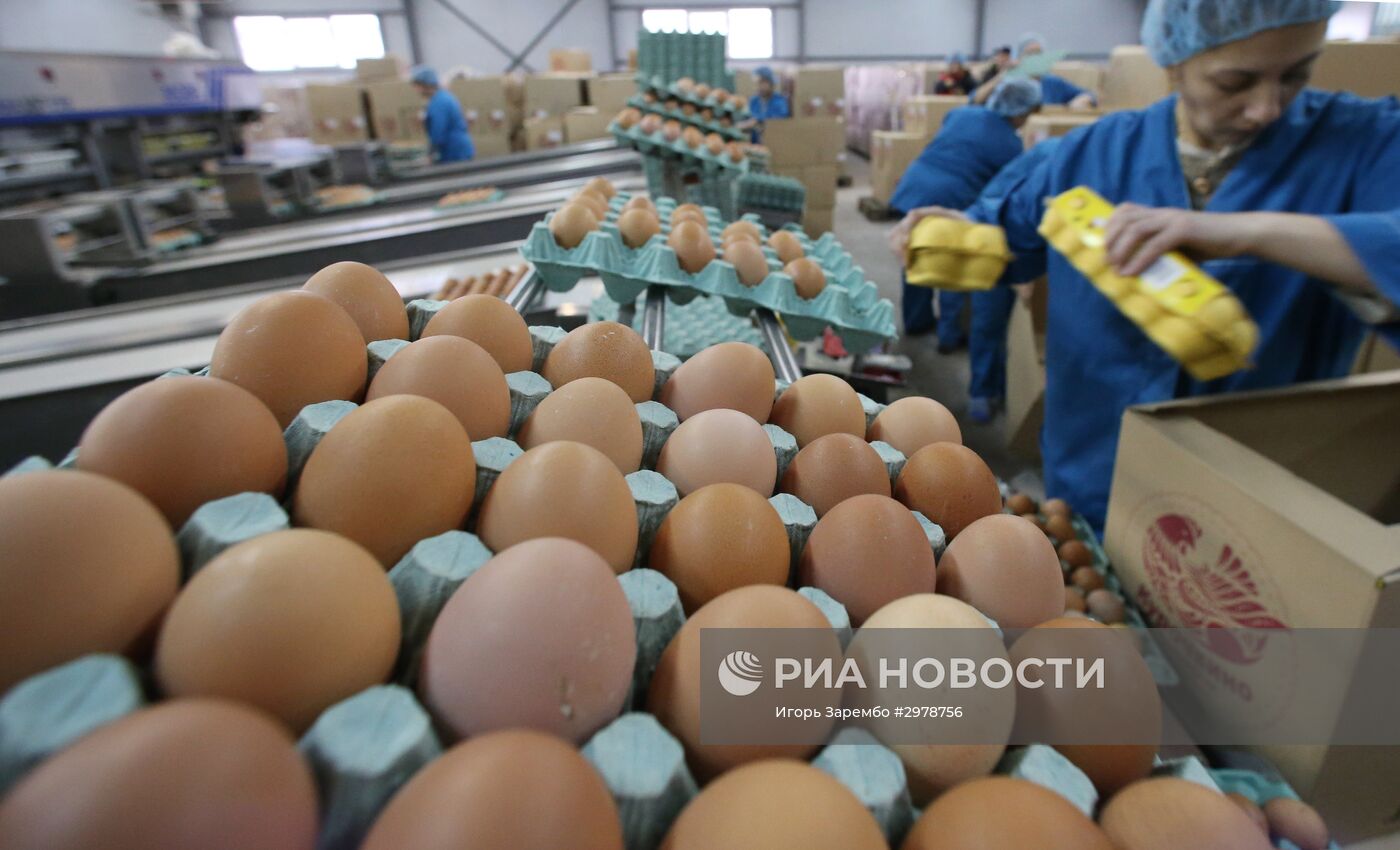 Работа птицефабрики "Гурьевская" в Калининградской области.